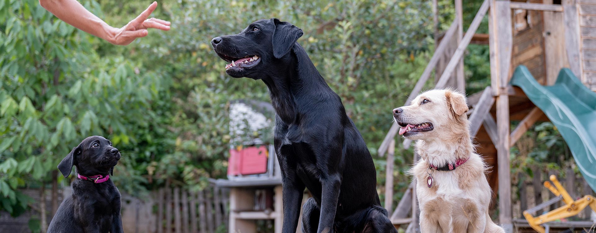 Female Canine Trainer Showing A Hand Gesture To He 2023 11 27 05 31 24 Utc 2