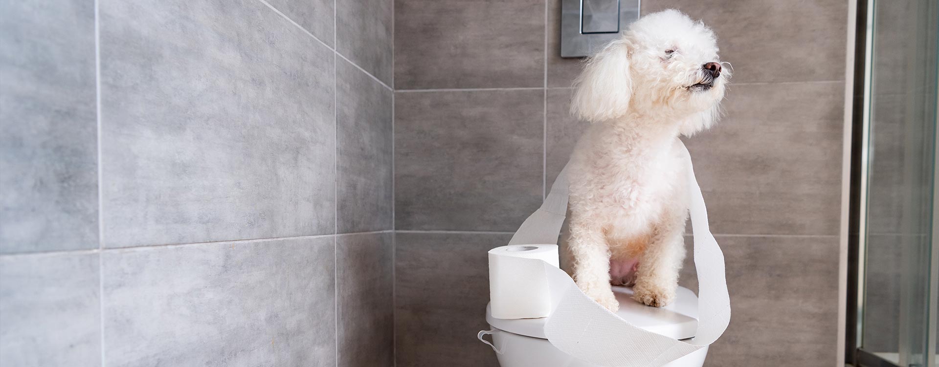 Havanese Dog Coiled Up In Toilet Paper Sitting On 2024 11 11 12 27 00 Utc 2