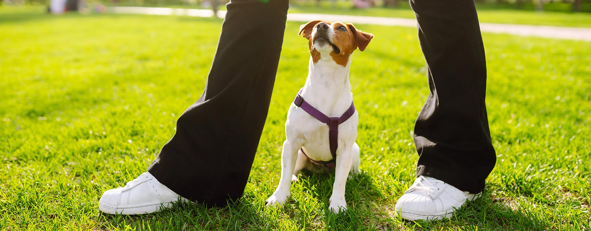 Jack Russell Terrier Dog Playing With A Toy In Par 2023 11 27 05 26 38 Utc 2